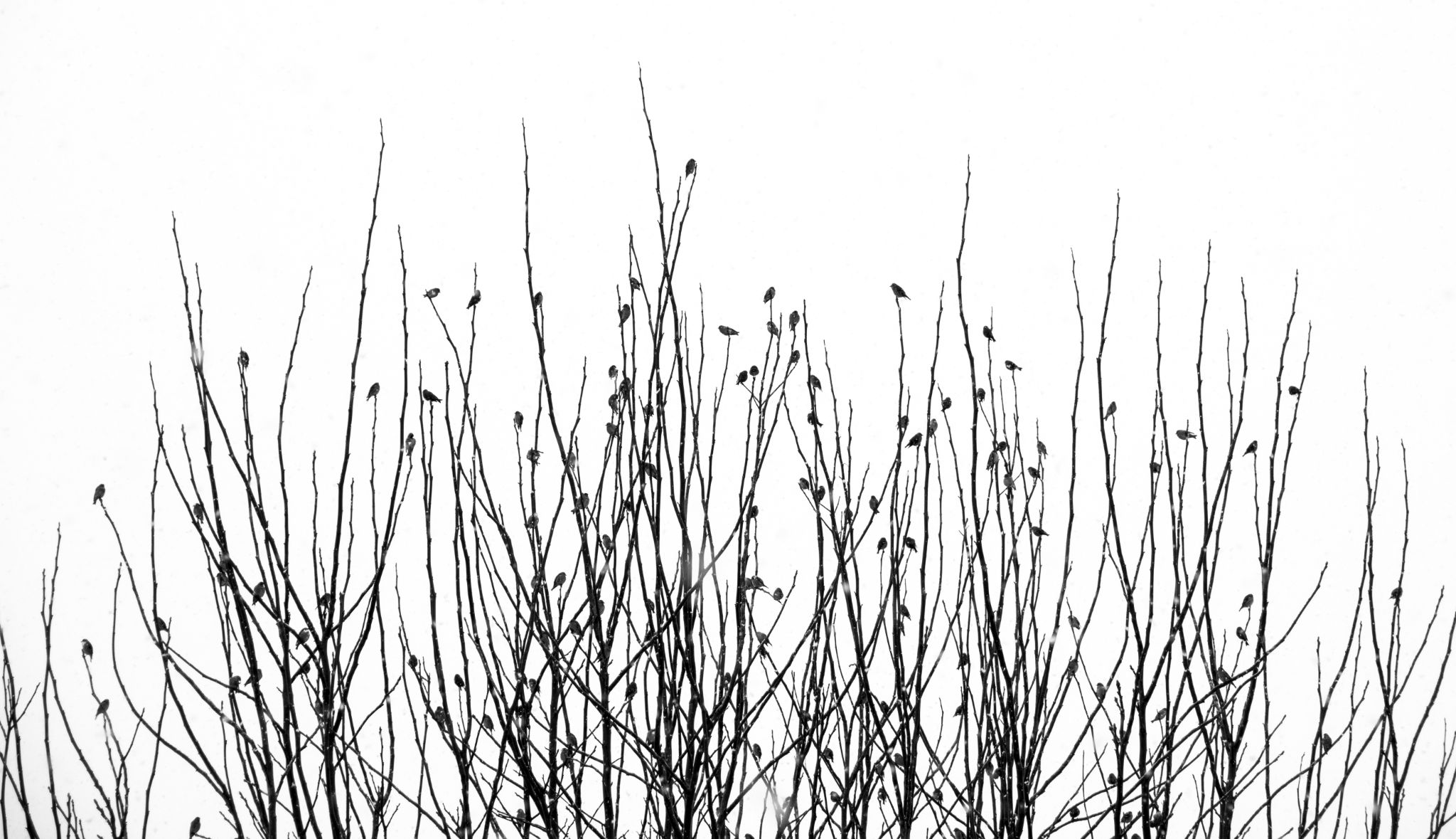 Erlenzeisige  (Spinus spinus